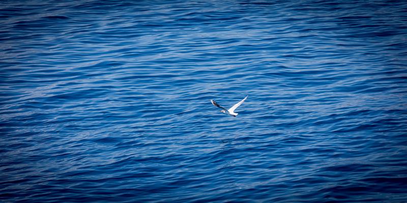 Book yachts online - motorboat - Luxury Motor Yacht - Diamond - rent