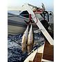 Book yachts online - catamaran - Lagoon 52F - MOJITO ex BE HAPPY - rent