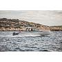 Book yachts online - motorboat - Saxdor 320 GTO - Saxdor 320 GTO (2022) - rent