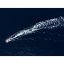 Book yachts online - catamaran - Sunreef 60 - SINATA - rent