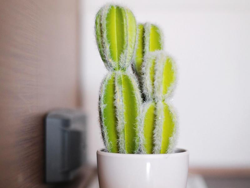 Book yachts online - catamaran - Lagoon 620 - MASTERDREAM  - rent