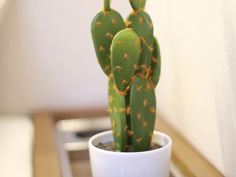 Book yachts online - catamaran - Lagoon 620 - MASTERDREAM  - rent