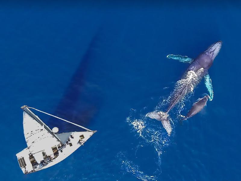 Book yachts online - sailboat - Jeanneau Sun Odyssey 54DS - Anna Katharina - rent