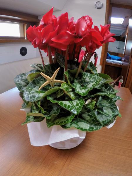 Book yachts online - sailboat - Oceanis 48 - Cayetana - rent