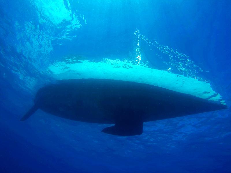 Book yachts online - sailboat - Sun Odyssey 439 - Esquitx - rent