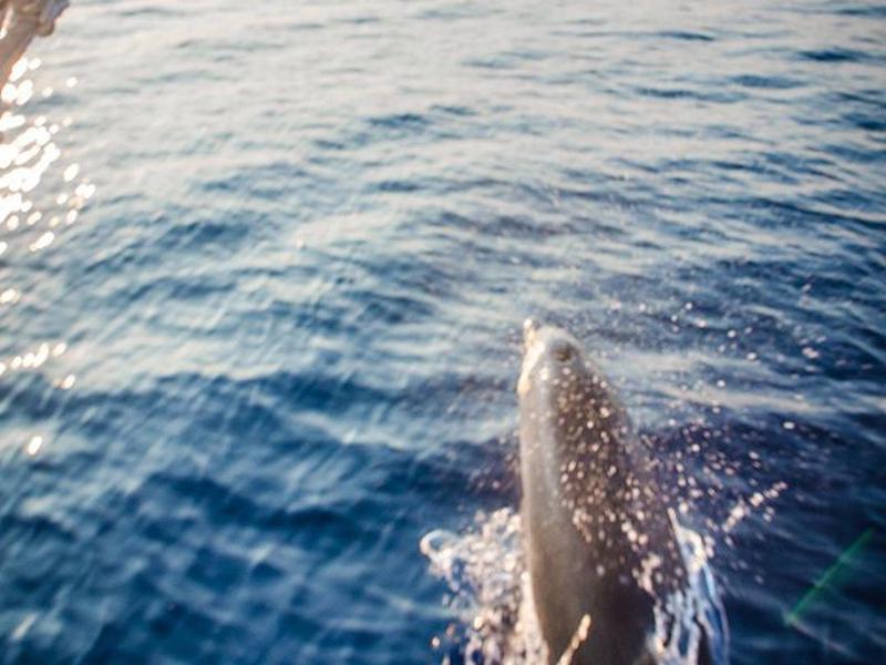 Book yachts online - other - Gulet - Mala Kate - rent