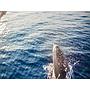 Book yachts online - other - Gulet - Mala Kate - rent